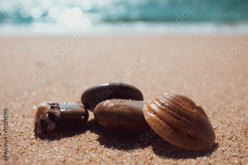 conchas do mar