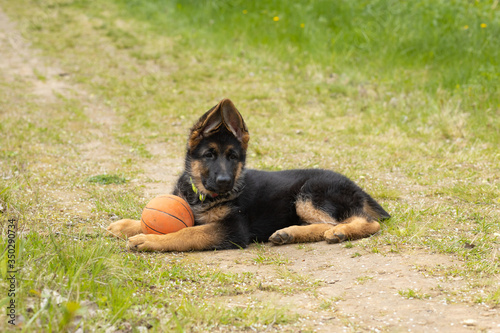 Beautiful puppy of a German shepherd lies in an embrace with an orange ball