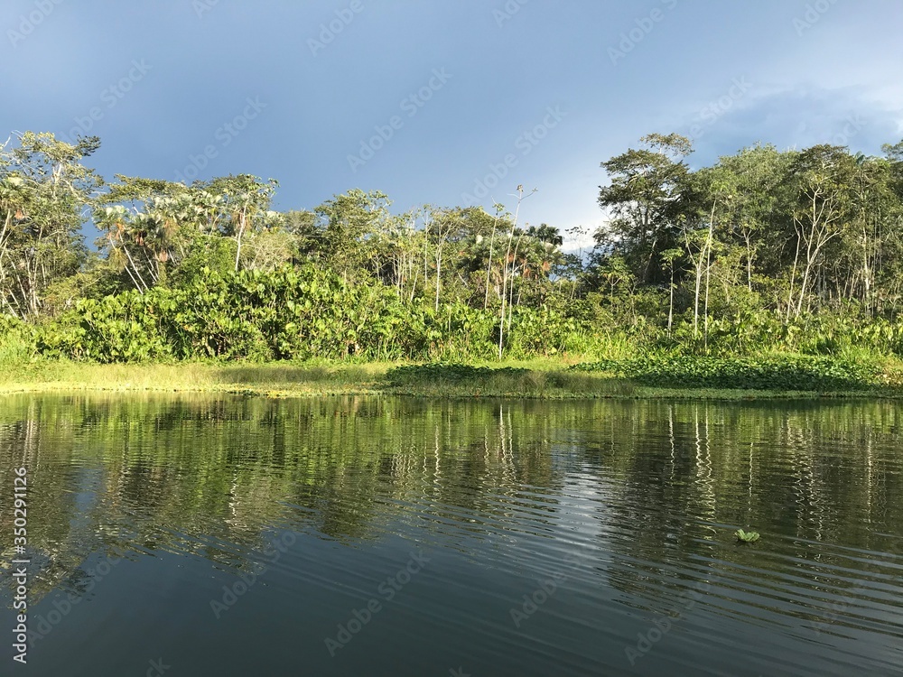 rainforest lagoon