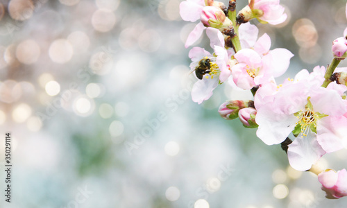 Spring background with flowering branches