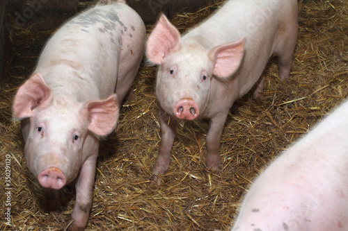 cattle breeding  pink pigs