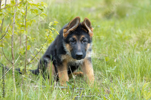 portrait of a German shepherd price tag on a green ragged background