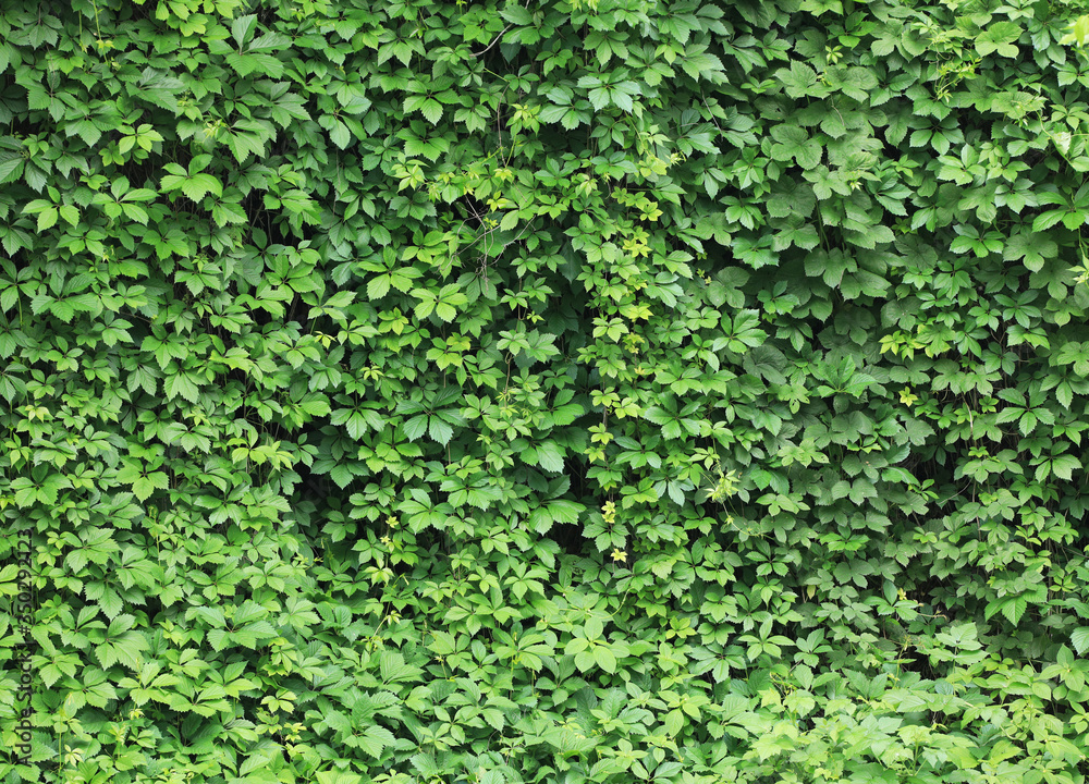 green background from plant leaves green background from plant leaves