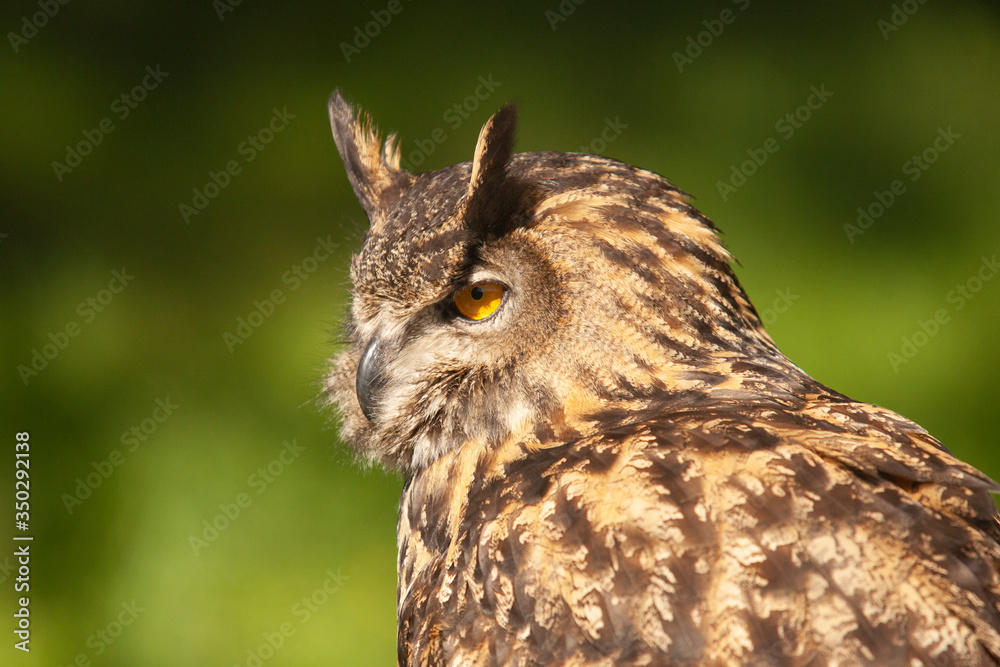 Beautiful Eurasian or European Eagle Owl closeup Beautiful Eurasian or European Eagle Owl closeup