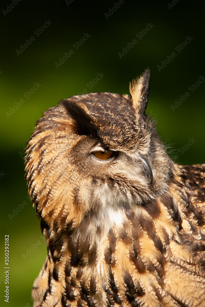 Fototapeta premium Beautiful Eurasian or European Eagle Owl closeup