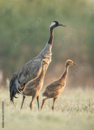 Canvas Print Common grane ( Grus grus ) mom with babies