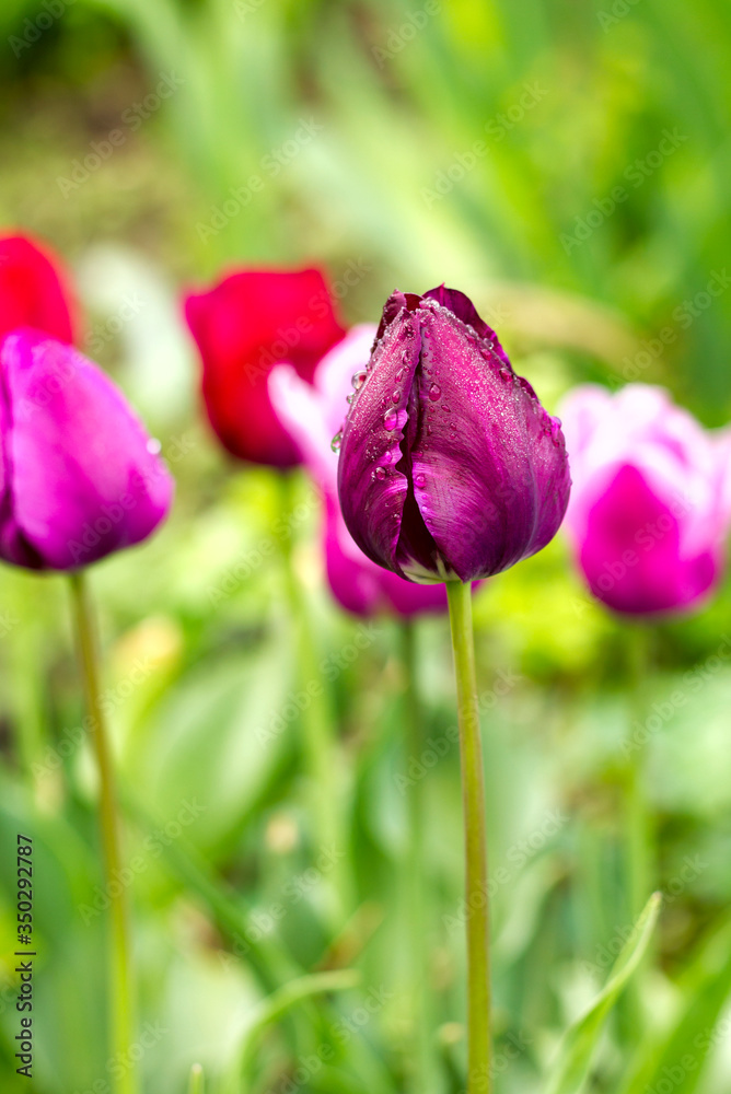 beautiful pink and purple tulips closed and half-open in drops of dew on a flower bed close-up beautiful pink and purple tulips closed and half-open in drops of dew on a flower bed close-up