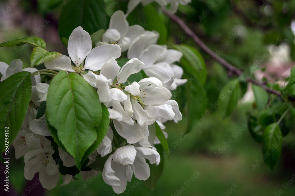 white flowers on a branch white flowers on a branch