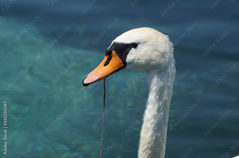 Cisne blanco comiendo algas del lago Cisne blanco comiendo algas del lago