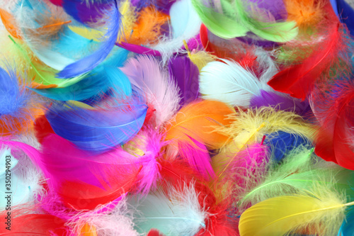 Background from colorful bird feathers. Feathers of tropical birds. Close-up. View from above.
