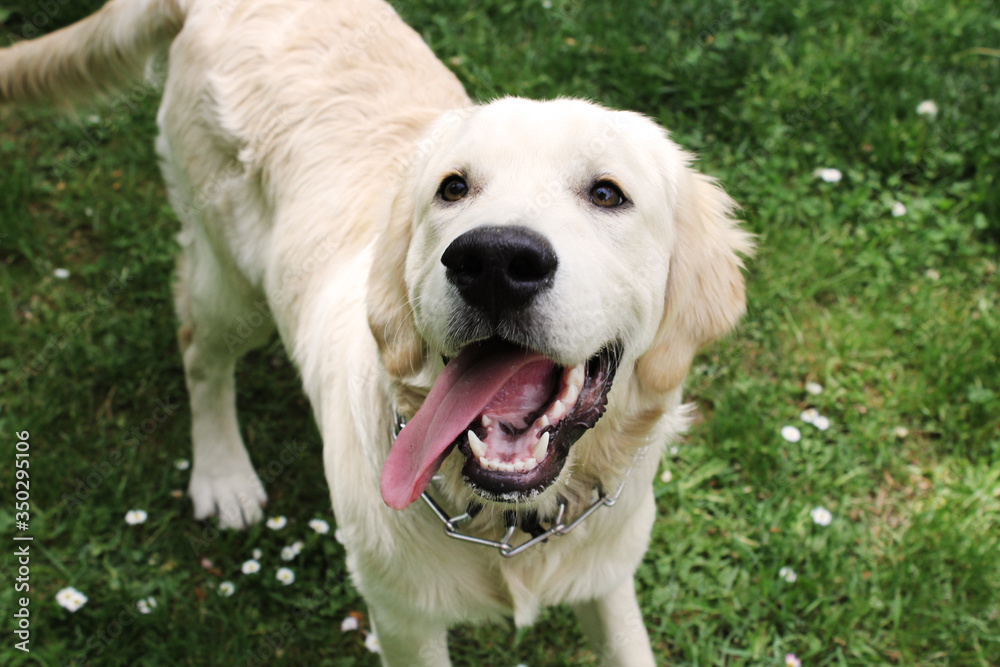 GOLDEN RETRIEVER ADORABLE PUPPY IN A PARK