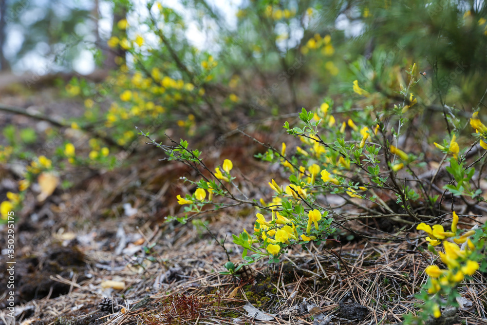 forest shrub blooming with yellow flowers forest shrub blooming with yellow flowers