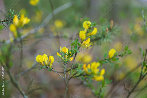 forest shrub blooming with yellow flowers