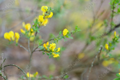 Fototapeta Naklejka Na Ścianę i Meble -  forest shrub blooming with yellow flowers