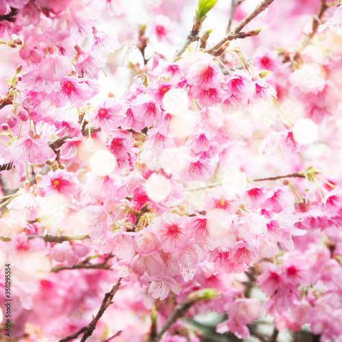 Cherry blossom branch