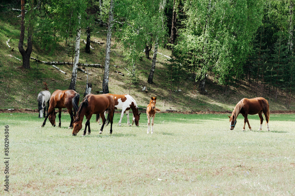 Naklejka premium horses grazing in a field