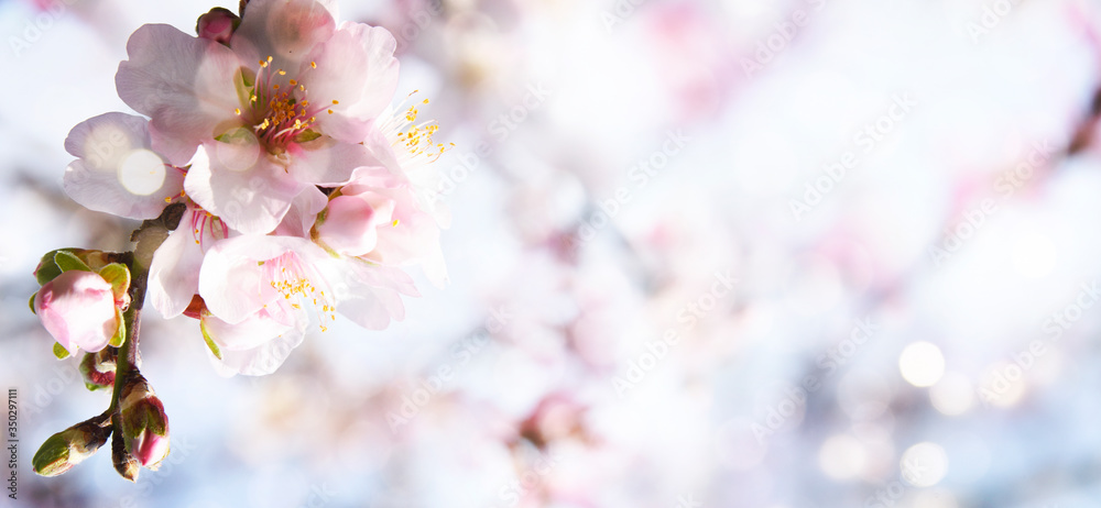 Almond blossoms over blurred nature background