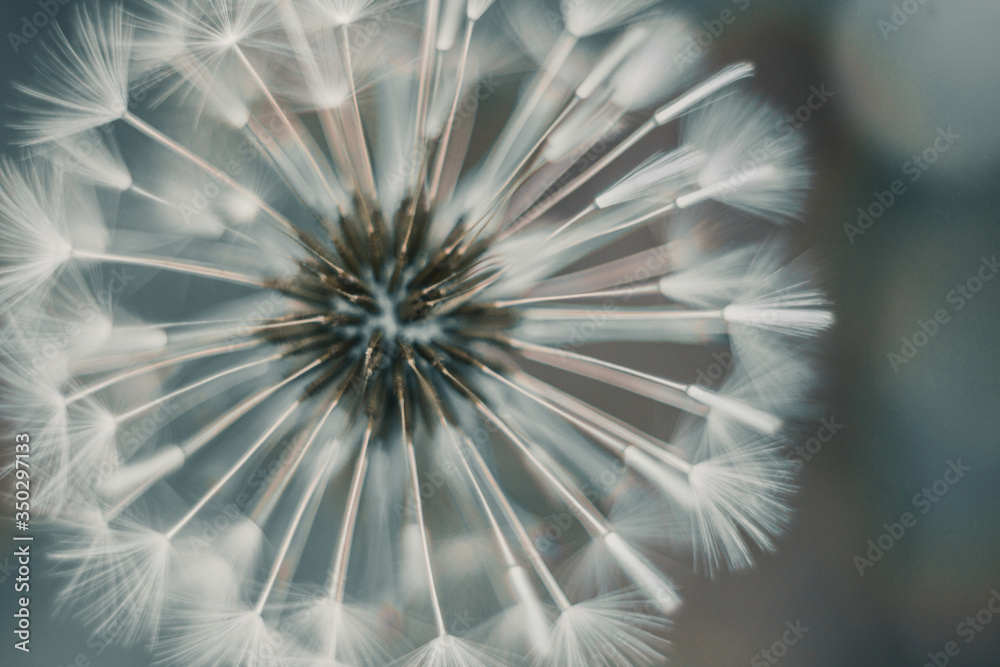 Naklejka premium macro photos of the dandelion seeds