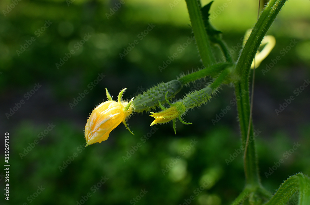 Young cucumber with a flower. Agriculture. Green Vegetable Closeup