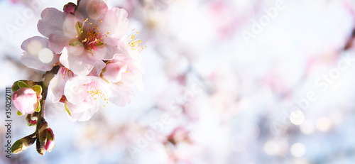 Almond blossoms over blurred nature background © Morgan Studio