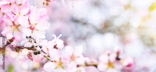 Almond blossoms over blurred nature background
