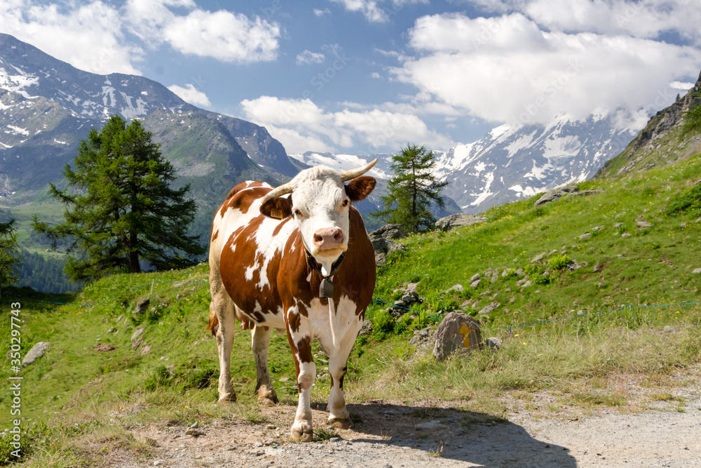 Mucca al pascolo in montagna. Estate in Valgrisenche. Valle d'Aosta. Italia