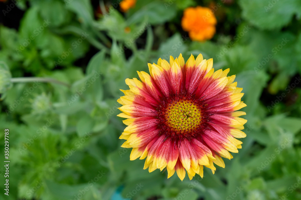 colorful gaillardia growing in the garden colorful gaillardia growing in the garden