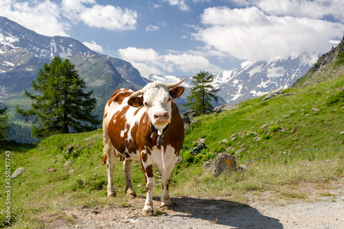 Mucca al pascolo in montagna. Estate in Valgrisenche. Valle d Aosta. Italia