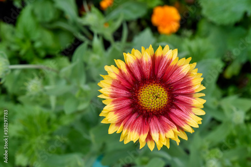 colorful gaillardia growing in the garden