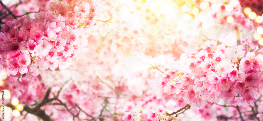Fototapeta Spring background with cherry blossom