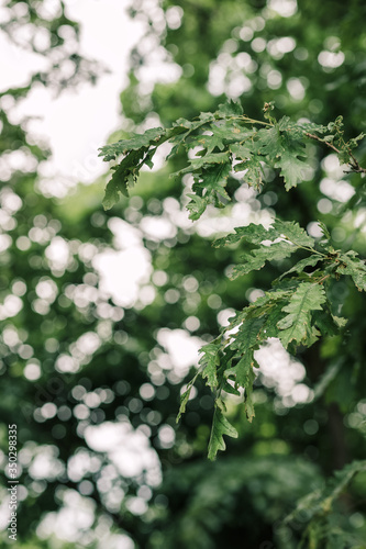 Moody green leaves in deep forest