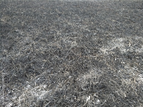 Scorched earth, spring fires. A field with burnt grass. The destruction of insects.
Ashes of the burnt grass.  Environmental pollution
