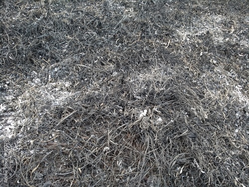 Scorched earth, spring fires. A field with burnt grass. The destruction of insects.
Ashes of the burnt grass.  Environmental pollution
