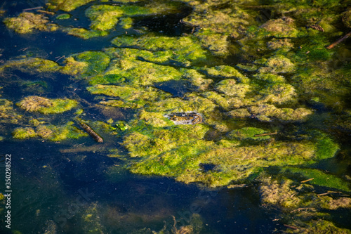 A frog hiding in plain sight in a swamp with green moss vegetation