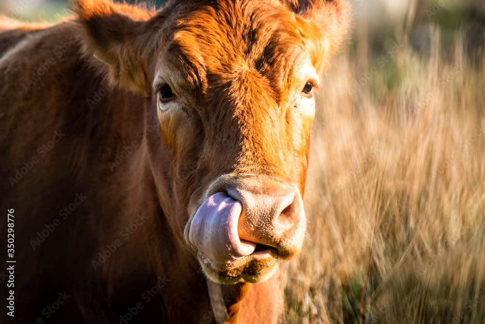 Close-up of cow moving tongue into the nose Close-up of cow moving tongue into the nose
