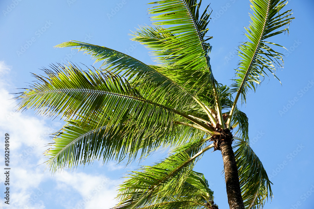 A palm tree blows in the island breeze against the blue sky on a remote island in Fiji A palm tree blows in the island breeze against the blue sky on a remote island in Fiji