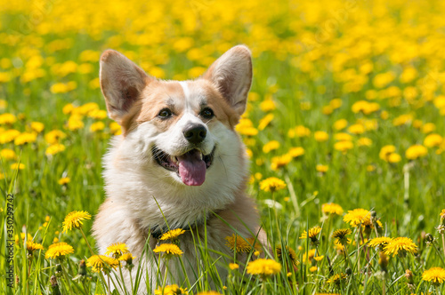 Welsh Corgi in the field on a background of dandelions