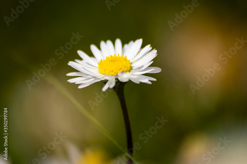 Fresh wildflowers spring or summer design. Floral nature daisy abstract background in green and yellow macro
