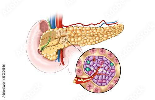 Pancreas gland with pancreatic islets, medically illustration photo