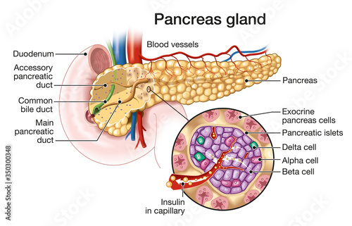 Pancreas gland with pancreatic islets, medically illustration photo