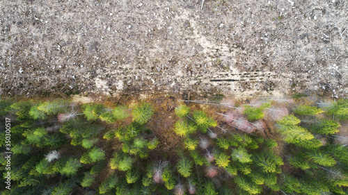 Fotografi Aerial drone view of deforestation of a pine forest