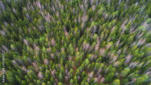 Forest aerial view. Tops of green trees. Aerial shot of spring forest landscape. © raland
