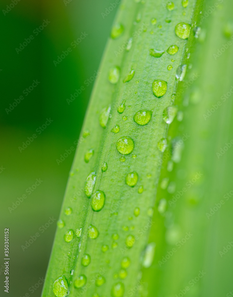 Closeup nature view of green leaf on blurred greenery background in garden with copy space using as background natural green plants landscape, ecology, fresh wallpaper concept. Closeup nature view of green leaf on blurred greenery background in garden with copy space using as background natural green plants landscape, ecology, fresh wallpaper concept.