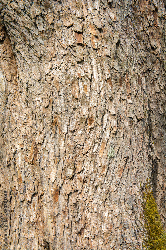 Natural wooden texture. Bark of an oak tree Natural wooden texture. Bark of an oak tree