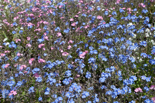 Pink and blue Forget-Me-Nots flowers