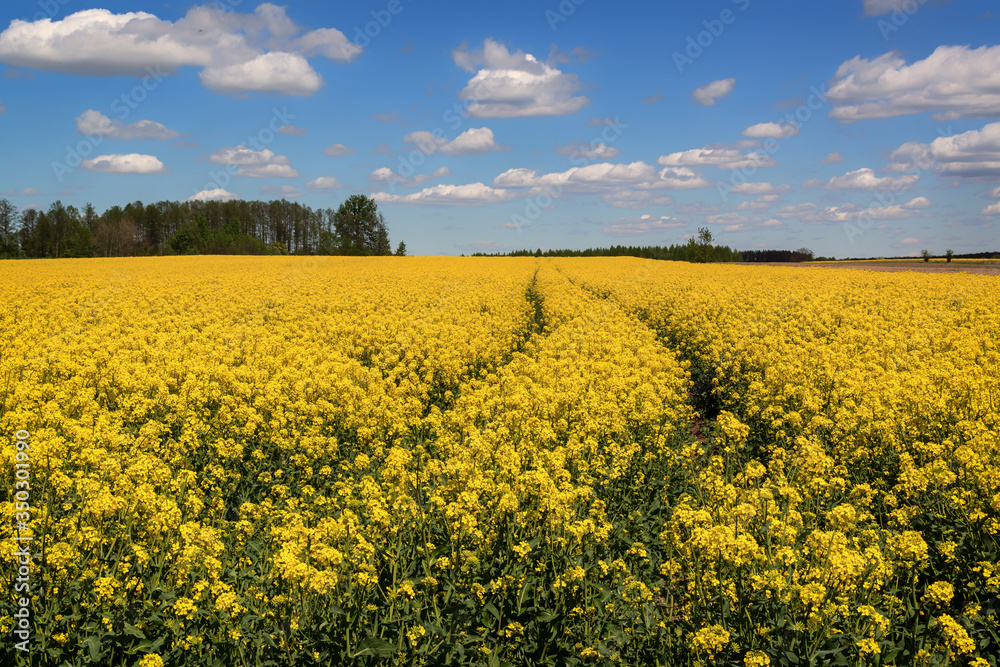 Rzepakowe pole. Krajobraz wiejski Podlasia, Polska Rzepakowe pole. Krajobraz wiejski Podlasia, Polska