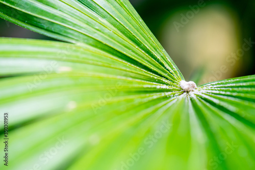 Closeup nature view of green leaf on blurred greenery background in garden with copy space using as background natural green plants landscape  ecology  fresh wallpaper concept.