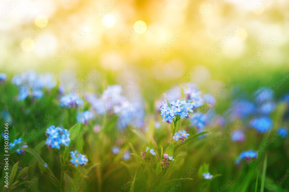 Amazing nature background, little blue flowers in fresh green grass in sunny bokeh sparkles, macro shot.