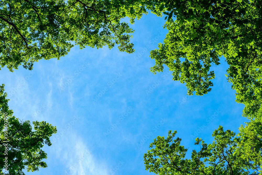 spring oak branches on the blue sky spring oak branches on the blue sky