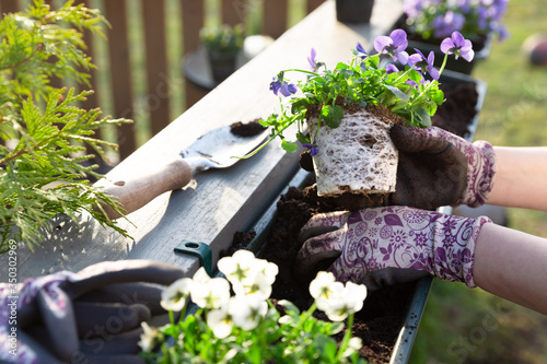 Fototapeta Naklejka Na Ścianę i Meble -  Gardeners hands planting flowers in pot with dirt or soil in container on terrace balcony garden. Gardening concept
